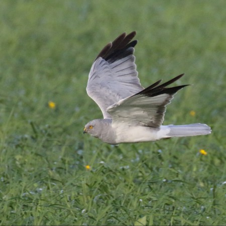 Blå kärrhök (hane) Foto: Kerstin Martinsson